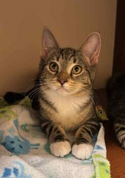 Rescue American Shorthair Cats for Adoption in Bethel, Connecticut - Pixel | PetCurious