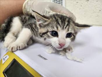 Domestic Short Hair Cats Available for Adoption in Santa Fe, New Mexico - BREVE | PetCurious