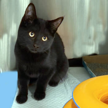 Rescue Domestic Short Hair Cats for Adoption in Voorhees Township, New Jersey - Reagan | PetCurious