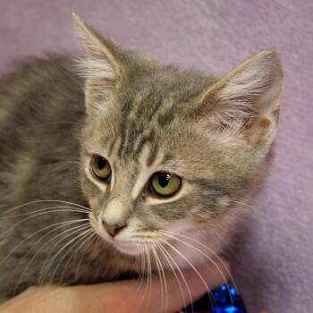 Kirby -  Domestic Short Hair Cat for Adoption in Versailles, Kentucky - Kirby | PetCurious