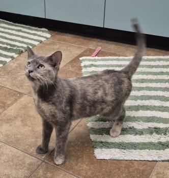 Rescue Domestic Short Hair Cats for Adoption in South Bend, Indiana - Duchess | PetCurious