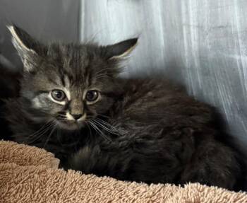 Domestic Long Hair Cats Available for Adoption in Murray, Kentucky - Larry | PetCurious