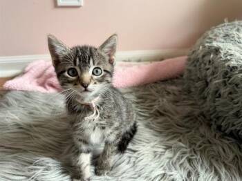 CLOVER -  Domestic Long Hair and Domestic Short Hair Cat for Adoption in Omaha, Nebraska - CLOVER | PetCurious