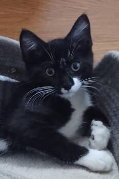 kyra -  Tuxedo Cat for Adoption in Centreville, Virginia - Kyra | PetCurious