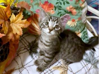 Rescue Domestic Short Hair Cats for Adoption in Fort Wayne, Indiana - SWEETPEA | PetCurious