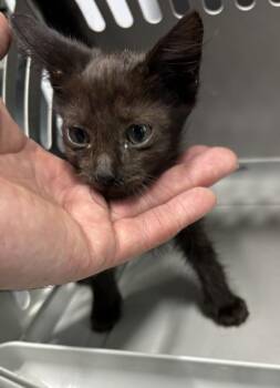 Sf28 Benny -  Domestic Short Hair Cat for Adoption in Lawrenceville, Georgia - Sf28 Benny | PetCurious