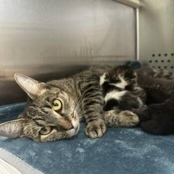 Tate -  Domestic Short Hair Cat for Adoption in Indianapolis, Indiana - Tate | PetCurious