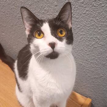 Apollo -  Domestic Short Hair Cat for Adoption in Antioch, California - Apollo | PetCurious
