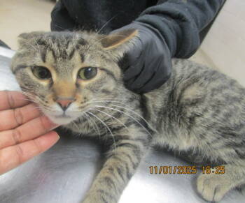 Rescue Domestic Short Hair Cats for Adoption in Marietta, Georgia - (intake 3) | PetCurious