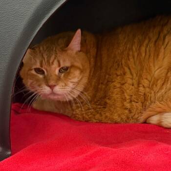 Domestic Short Hair Cats Available for Adoption in Morganton, North Carolina - Brandy | PetCurious