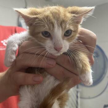 Noodledoodle -  Domestic Short Hair Cat for Adoption in Birmingham, Alabama - Noodledoodle | PetCurious