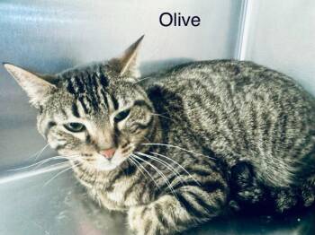 Domestic Short Hair Cats Available for Adoption in St. George, Utah - Olive | PetCurious