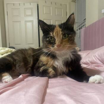 Autumn -  Domestic Medium Hair Cat for Adoption in Philadelphia, Pennsylvania - Autumn | PetCurious