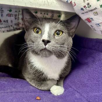 Blaze -  Domestic Short Hair Cat for Adoption in Reisterstown, Maryland - Blaze | PetCurious