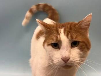 Appa -  Domestic Short Hair Cat for Adoption in Woodbury, Minnesota - Appa | PetCurious