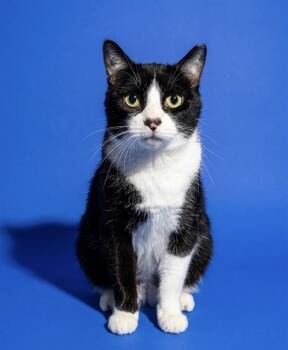 RIGBY -  Domestic Short Hair Cat for Adoption in Jacksonville, Florida - RIGBY | PetCurious