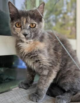Domestic Short Hair Cats Available for Adoption - Shears | PetCurious