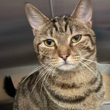 Johannah -  Domestic Short Hair Cat for Adoption - Johannah | PetCurious