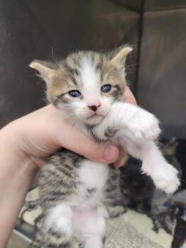 Edward Cullen -  Domestic Short Hair Cat for Adoption in Angola, Indiana - Edward Cullen | PetCurious