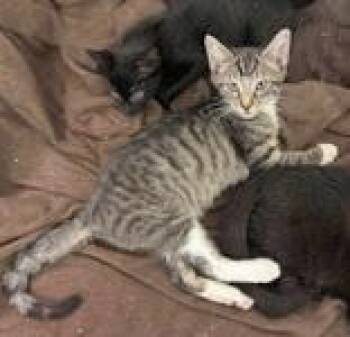 Rescue Domestic Short Hair Cats for Adoption in Portsmouth, Ohio - Evan | PetCurious