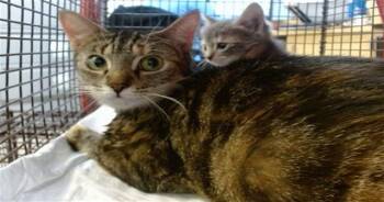 MACE -  Domestic Short Hair Cat for Adoption in Doral, Florida - MACE | PetCurious