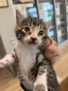 Domestic Short Hair Cats Available for Adoption in Pearland, Texas - FRAN | PetCurious