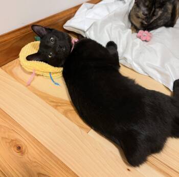 Java -  Domestic Short Hair Cat for Adoption in New Albany, Ohio - Java | PetCurious