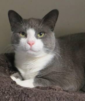 Domestic Short Hair Cats Available for Adoption in Brockton, Massachusetts - Captain & Tennille | PetCurious
