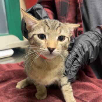 Harry -  Domestic Short Hair Cat for Adoption in Lakewood, Colorado - Harry | PetCurious