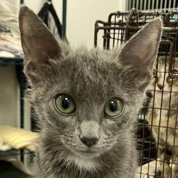 Spooky -  Domestic Medium Hair Cat for Adoption in Las Cruces, New Mexico - Spooky | PetCurious