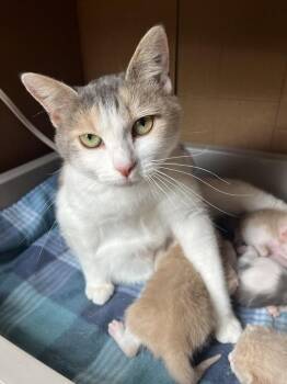 Domestic Short Hair Cats Available for Adoption in Emerald Isle, North Carolina - Oriole Mama | PetCurious