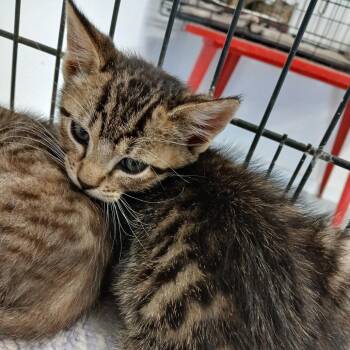 Edward -  Domestic Short Hair Cat Available for Adoption in Clarksdale, Mississippi - Edward | PetCurious