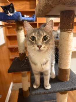Sage -  American Shorthair Cat for Adoption in Sherwood, Oregon - Sage | PetCurious