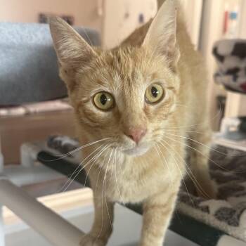 Cloud -  Domestic Short Hair Cat for Adoption in Lakewood, Colorado - Cloud | PetCurious