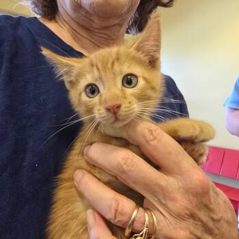 Shamrock -  Domestic Medium Hair Cat for Adoption - Shamrock | PetCurious