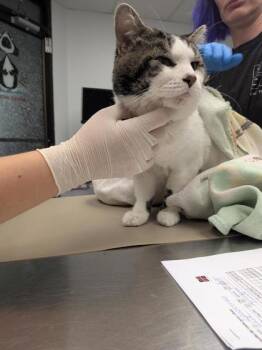 Jack -  Domestic Medium Hair and Domestic Short Hair Cat for Adoption in Montreal, Quebec - Jack | PetCurious