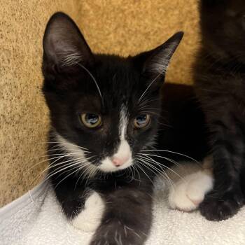 Macadamia -  Domestic Short Hair Cat for Adoption in Pasadena, California - Macadamia | PetCurious