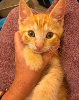 Aladdin -  Domestic Short Hair Cat for Adoption in San Jacinto, California - Aladdin | PetCurious