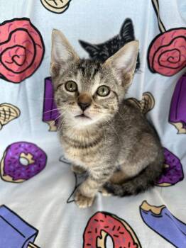 Charcoal -  Domestic Short Hair Cat for Adoption in Corpus Christi, Texas - Charcoal | PetCurious