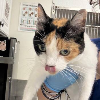 Splish -  Domestic Short Hair Cat for Adoption in Greenville, South Carolina - Splish | PetCurious