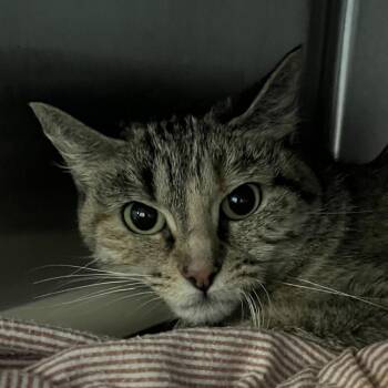 Toni -  Domestic Short Hair Cat for Adoption in Oak Park, Illinois - Toni | PetCurious