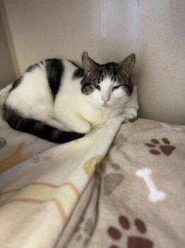 Rescue Domestic Short Hair Cats for Adoption in Columbus, Indiana - Abby | PetCurious