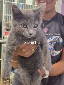 Squirtle -  Domestic Medium Hair Cat for Adoption in Cambridge, Maryland - Squirtle | PetCurious