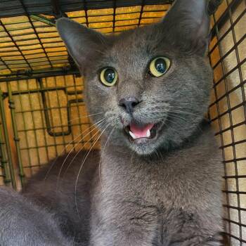 ART -  Domestic Short Hair Cat for Adoption in San Antonio, Texas - ART | PetCurious