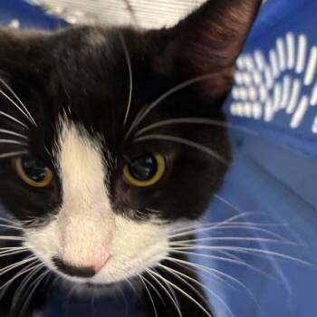 Vincent -  Domestic Short Hair Cat for Adoption in Des Moines, Iowa - Vincent | PetCurious