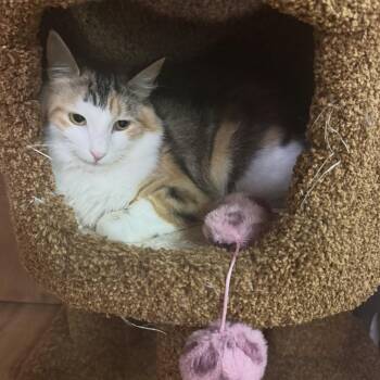 Lainey -  Domestic Short Hair Cat for Adoption in Reisterstown, Maryland - Lainey | PetCurious