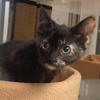 Smaug -  Domestic Short Hair Cat for Adoption in Chicago, Illinois - Smaug | PetCurious