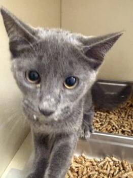 Chewbon -  Domestic Short Hair Cat for Adoption in Chamblee, Georgia - Chewbon | PetCurious