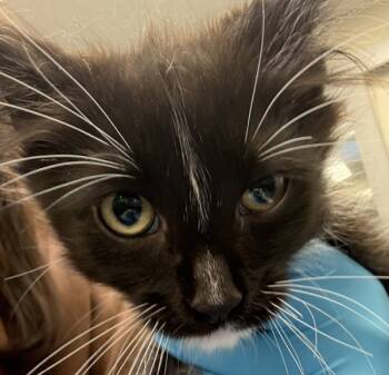 Rescue Domestic Short Hair Cats for Adoption in Troutdale, Oregon - Tango (mcas) | PetCurious