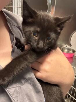 Tom Holland -  Domestic Short Hair Cat for Adoption in Bloomington, Indiana - Tom Holland | PetCurious